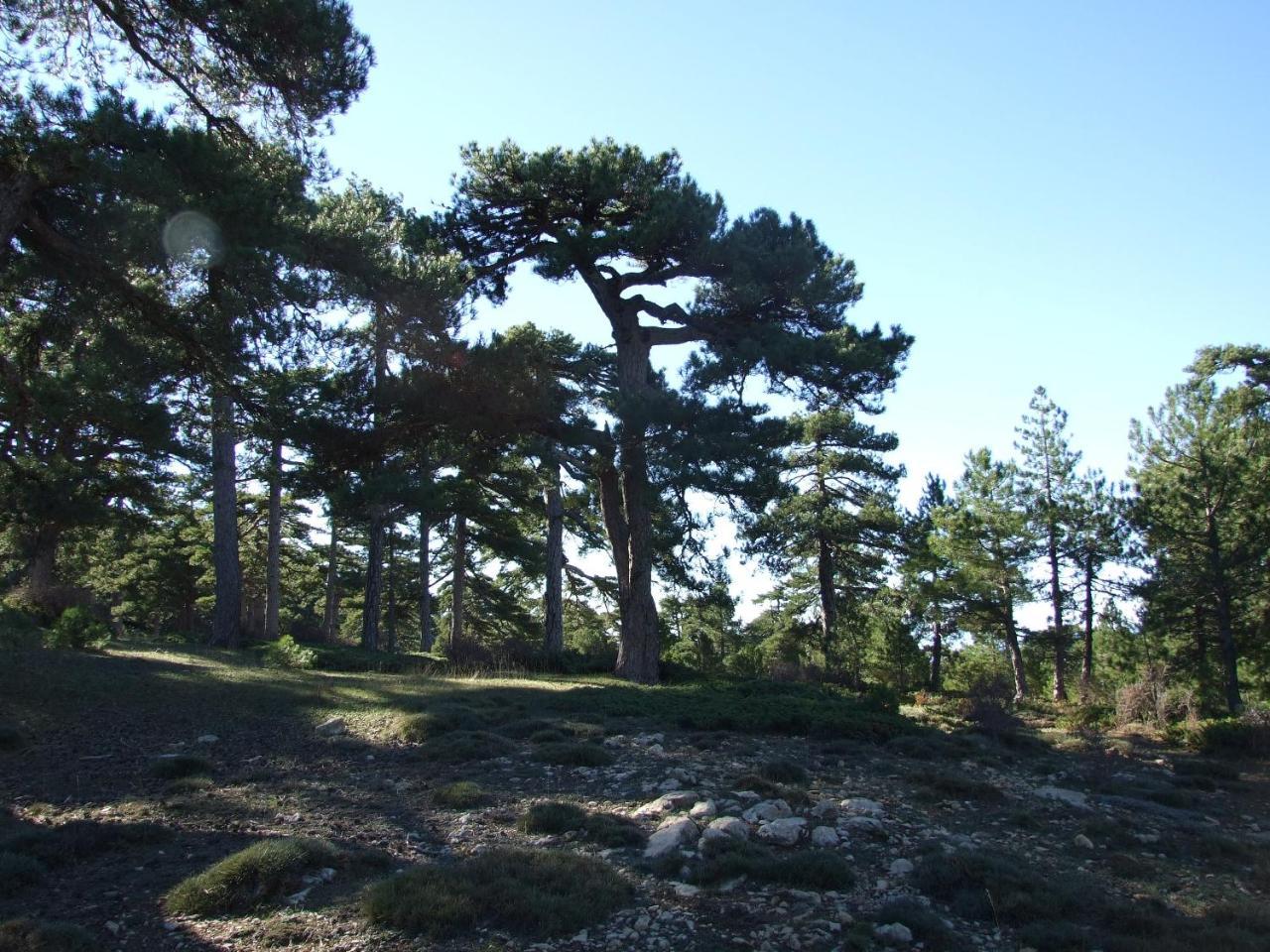 Cabanas Cortijo El Helao Pozo Alcón Buitenkant foto
